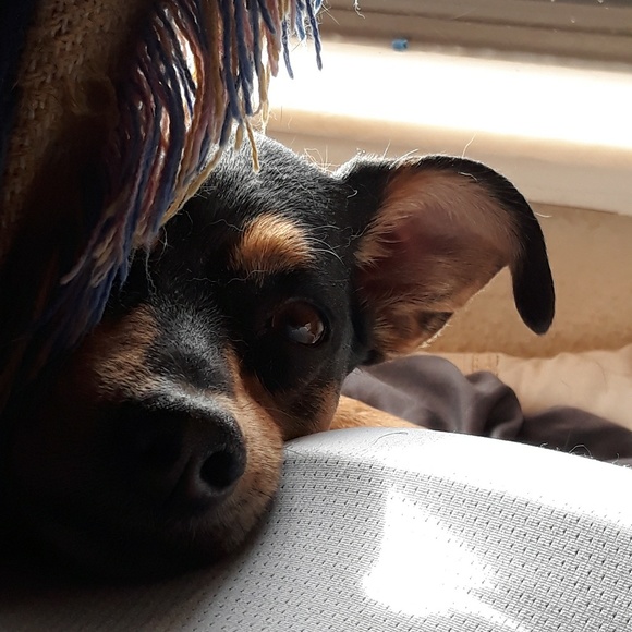 Meet your Posher, Renae - Picture 1 of 1